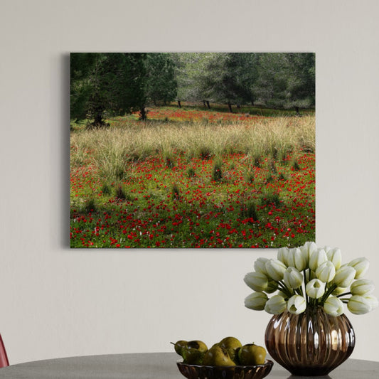 Ela Valley Anemones by Yehoshua Halevi - Photograph on Glossy Acrylic (French Cleat Hanging)