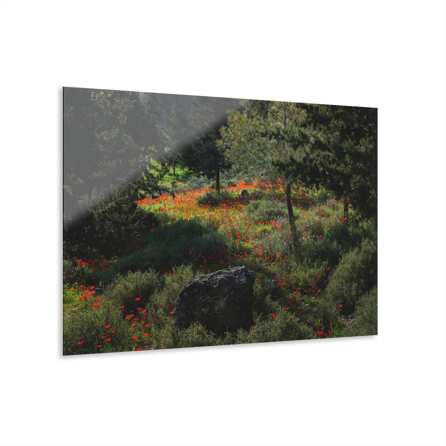 Ruchama Forest Anemones by Yehoshua Halevi Photograph - Acrylic Print (French Cleat Hanging)