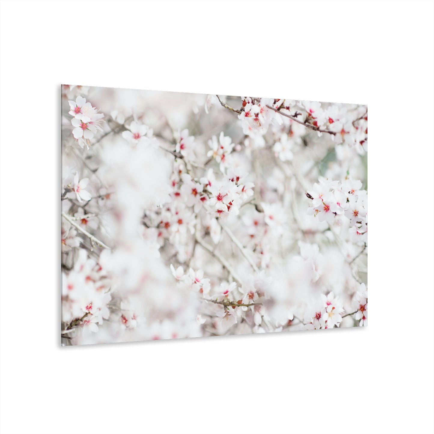 Almond Blossom Joy by Yehoshua Halevi Acrylic Print (French Cleat Hanging)