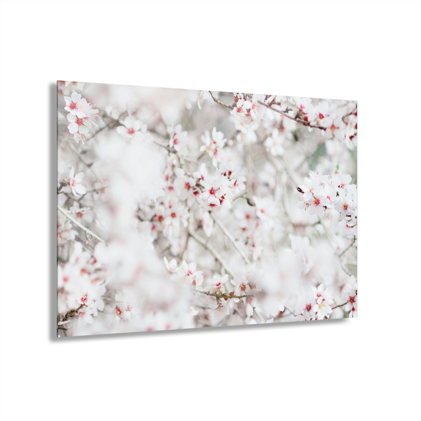 Almond Blossom Joy by Yehoshua Halevi Acrylic Print (French Cleat Hanging)