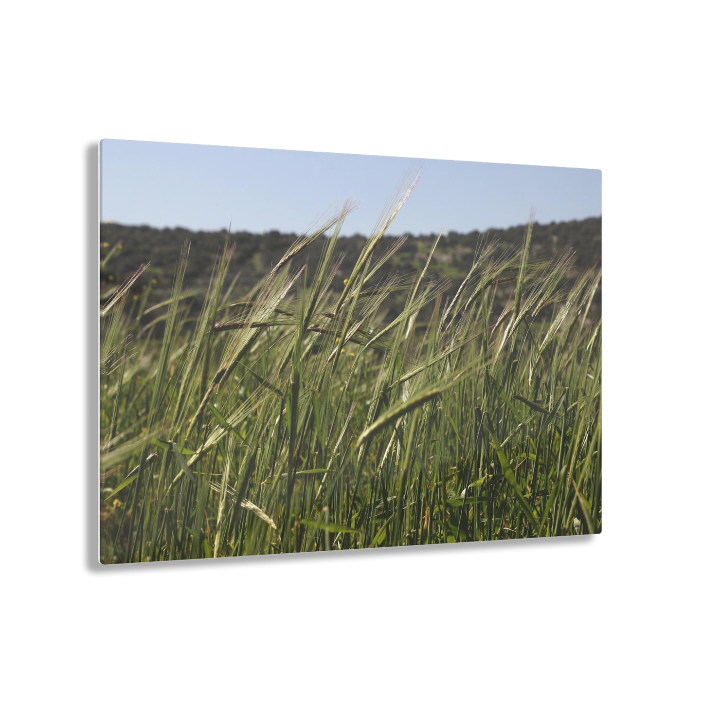 "Givat haTirmusim" by Avraham Nacher Glossy Modern Acrylic Photograph