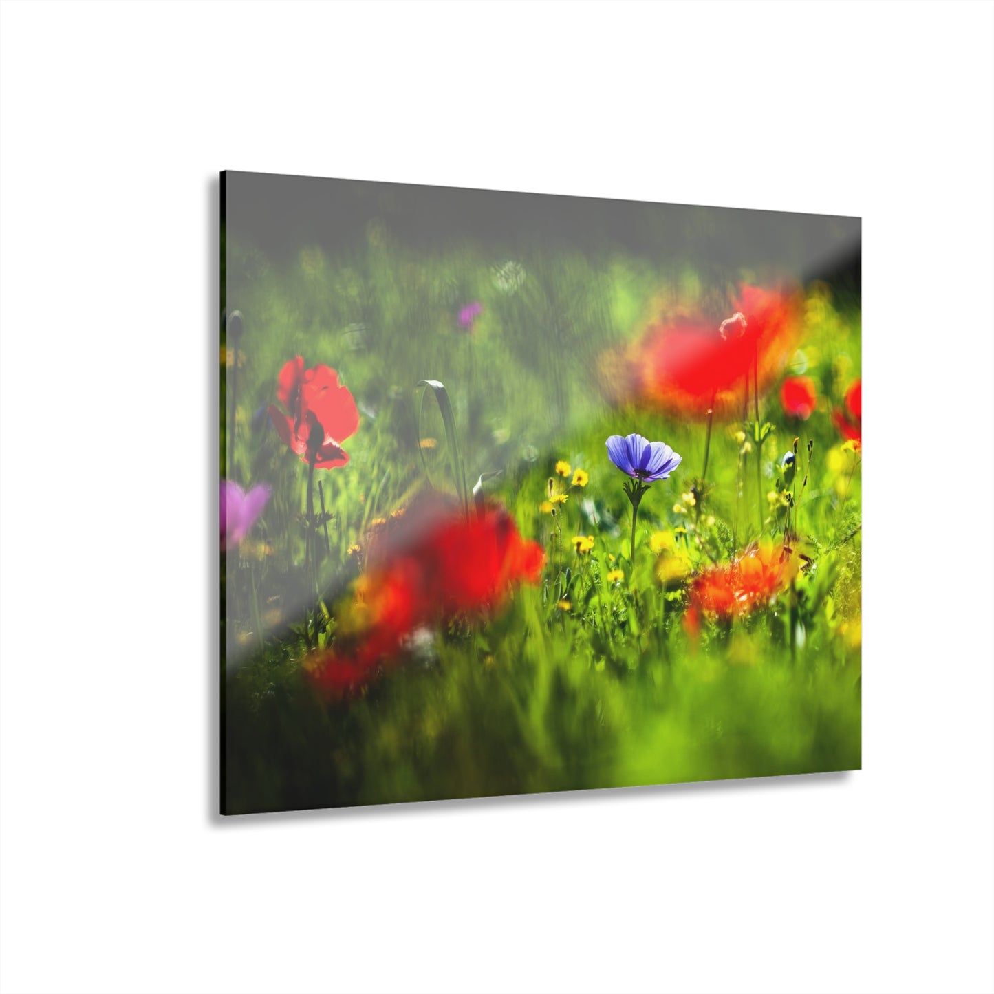 Elah Valley Wildflowers Yehoshua Halevi Photograph - Glossy Acrylic Print (French Cleat Hanging)
