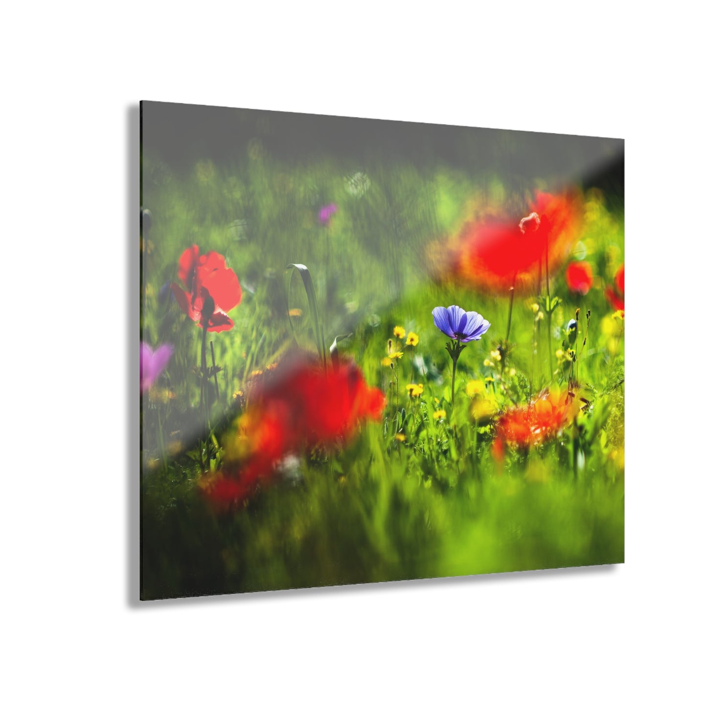 Elah Valley Wildflowers Yehoshua Halevi Photograph - Glossy Acrylic Print (French Cleat Hanging)