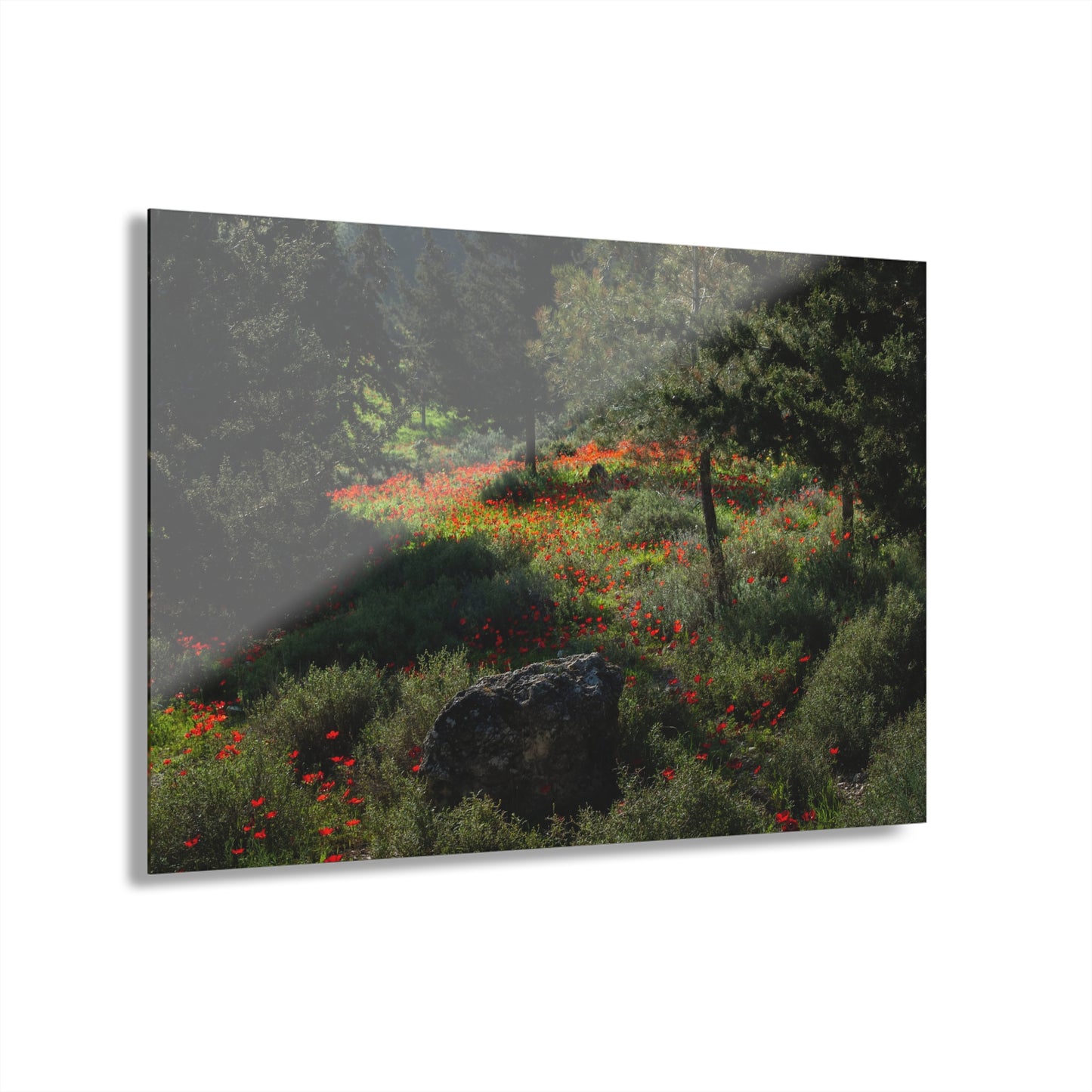 Ruchama Forest Anemones by Yehoshua Halevi Photograph - Acrylic Print (French Cleat Hanging)
