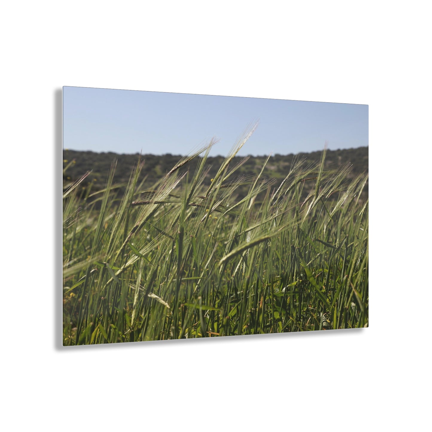"Givat haTirmusim" by Avraham Nacher Glossy Modern Acrylic Photograph