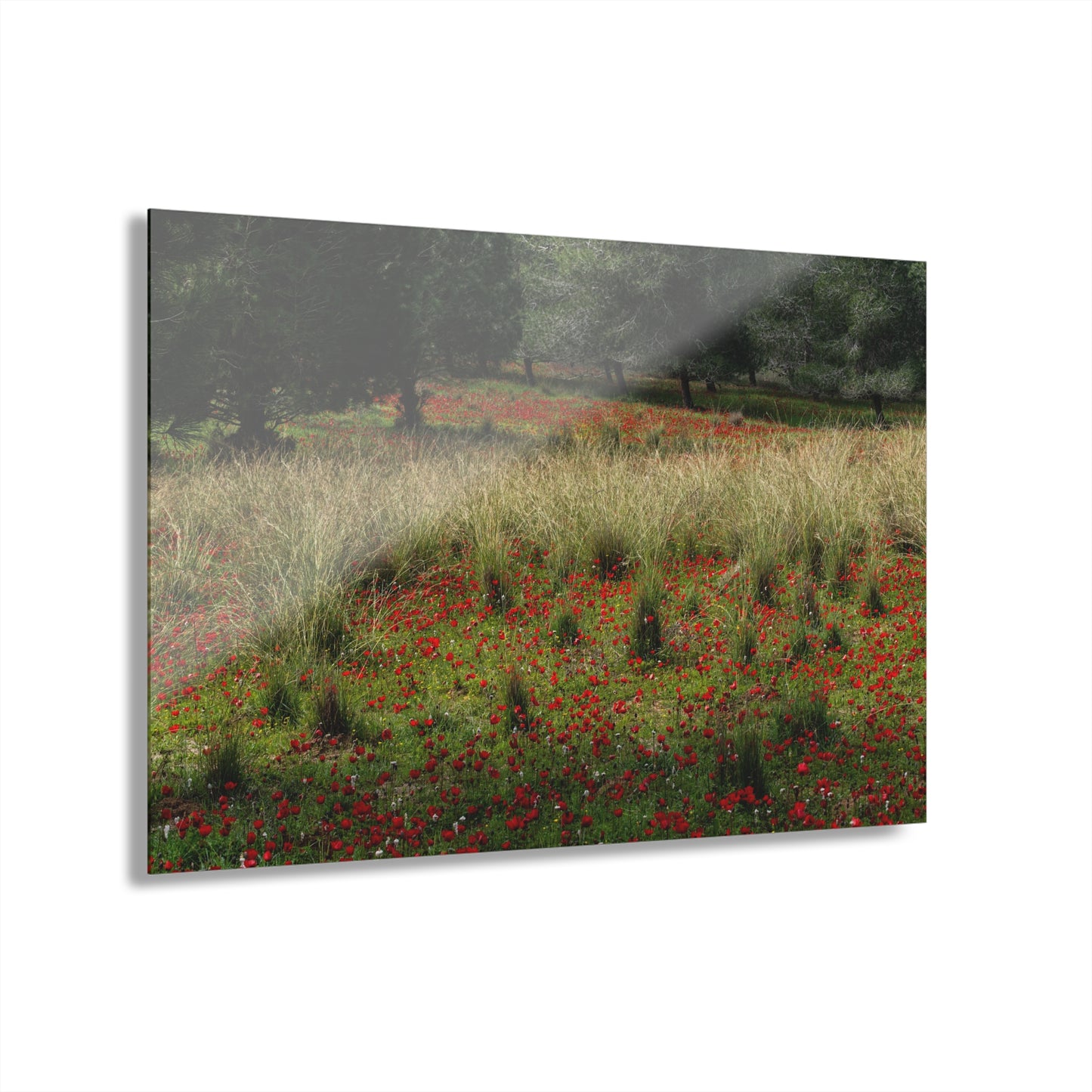 Ela Valley Anemones by Yehoshua Halevi - Photograph on Glossy Acrylic (French Cleat Hanging)