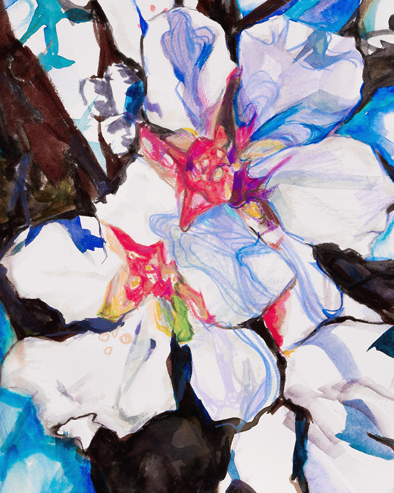 Abstracted Almond Blossom Blooms