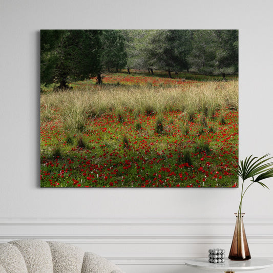 Ela Valley Anemones by Yehoshua Halevi - Photograph on Glossy Acrylic (French Cleat Hanging)