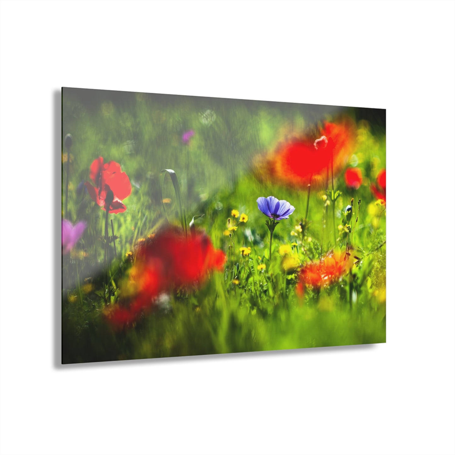 Elah Valley Wildflowers Yehoshua Halevi Photograph - Glossy Acrylic Print (French Cleat Hanging)