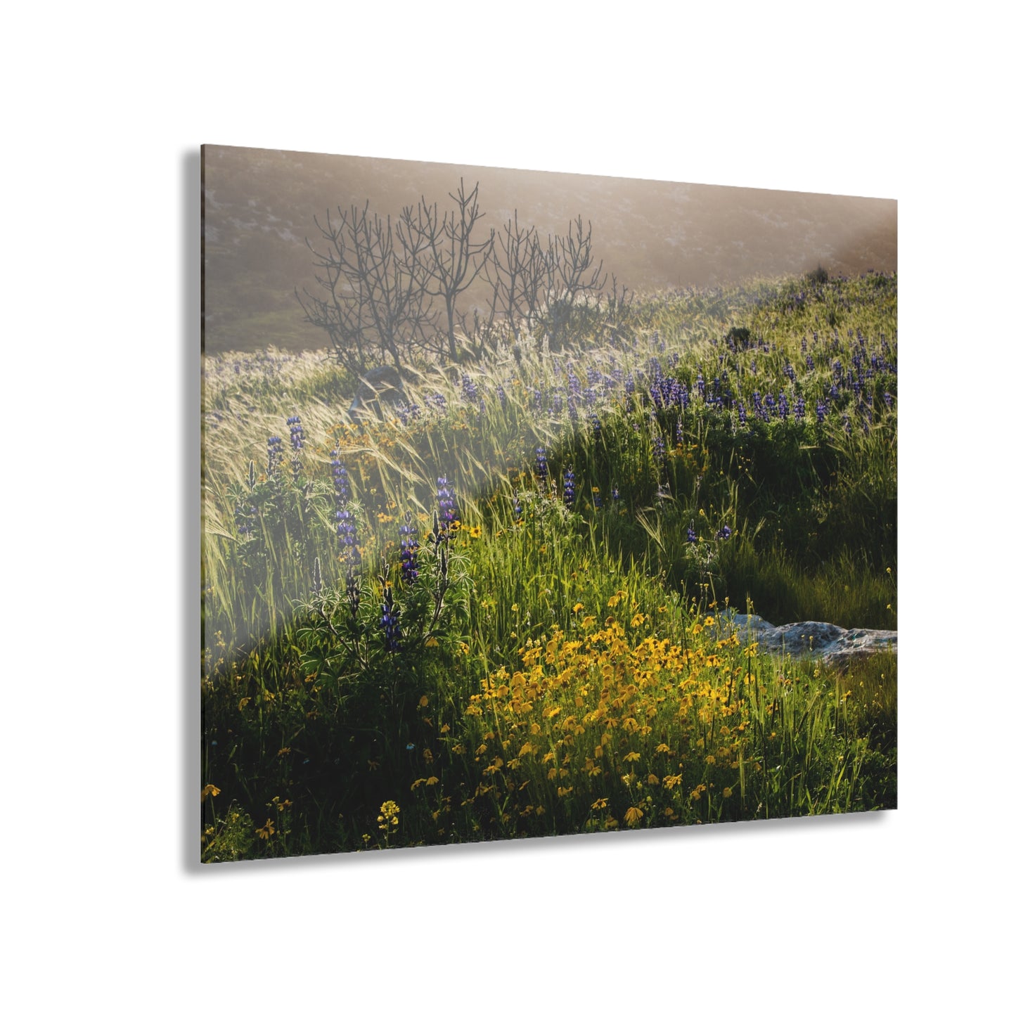 Golden Light on Lupine Hill Photograph by Yehoshua Halevi - Glossy Acrylic Print (French Cleat Hanging)